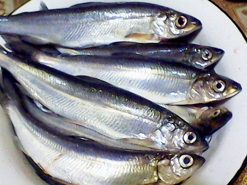 Coregonus nigripinnis