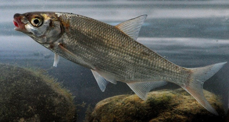 Обыкновенный сиг (Coregonus lavaretus)