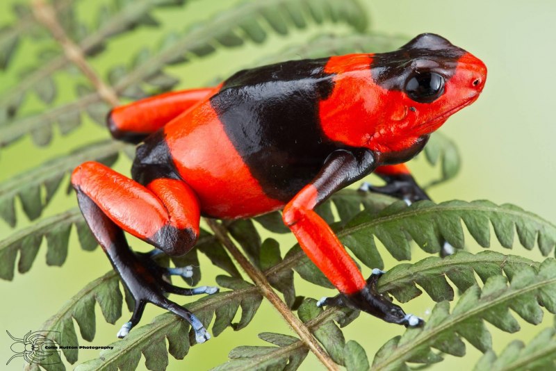 Ranitomeya reticulata
