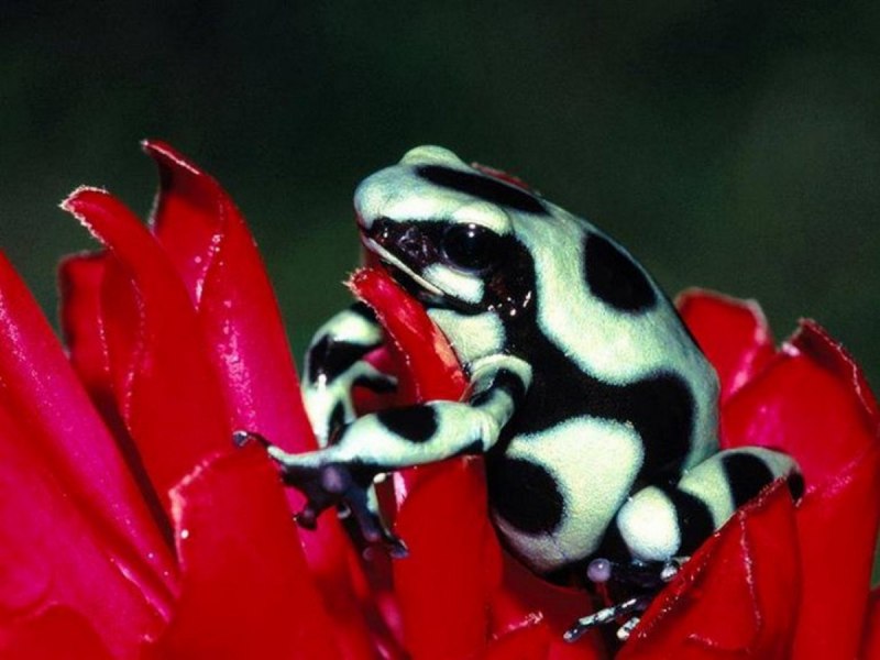 Древолаз Пумилио dendrobates pumilio