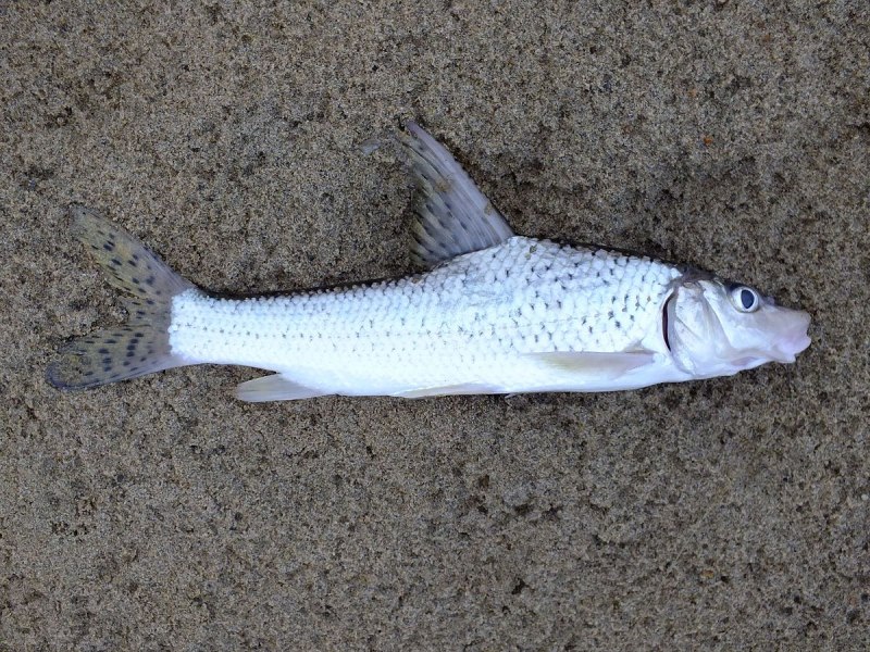 Микижа Oncorhynchus mykiss