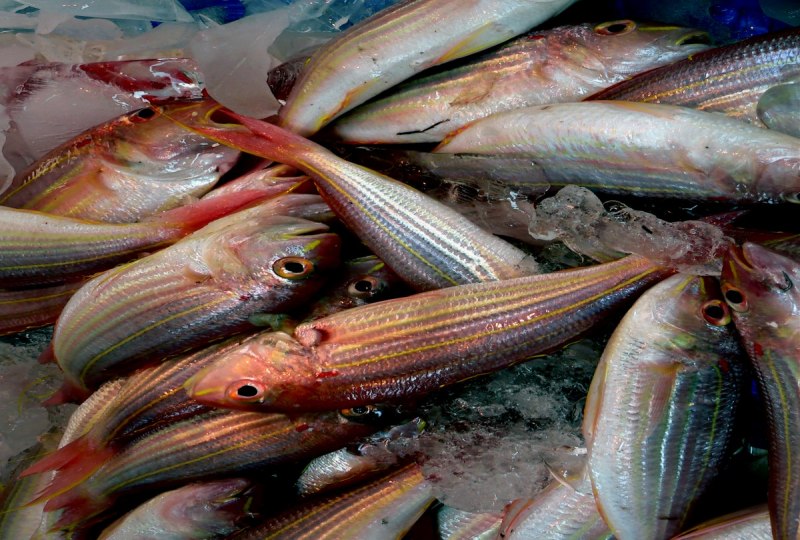 Морская рыба сардина