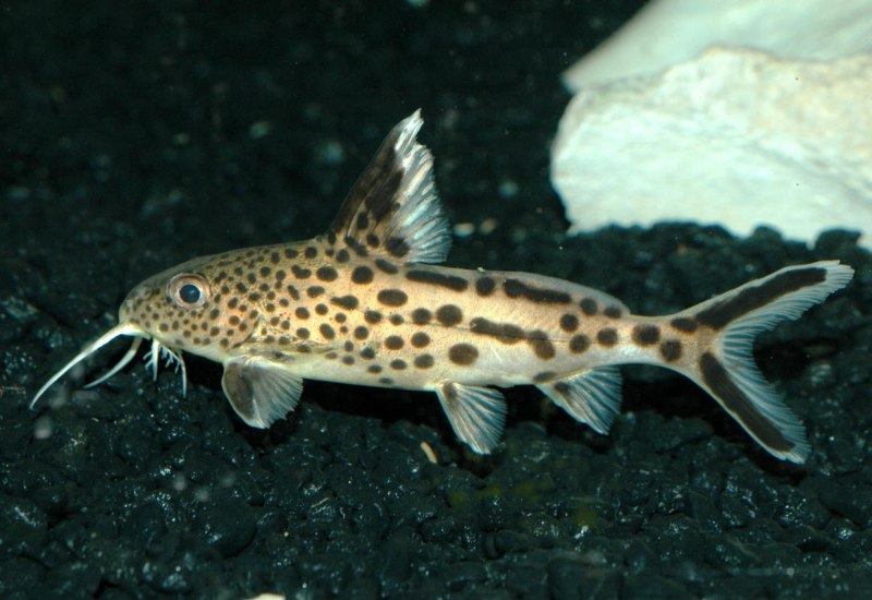 Синодонтис эуптерус (Synodontis eupterus)