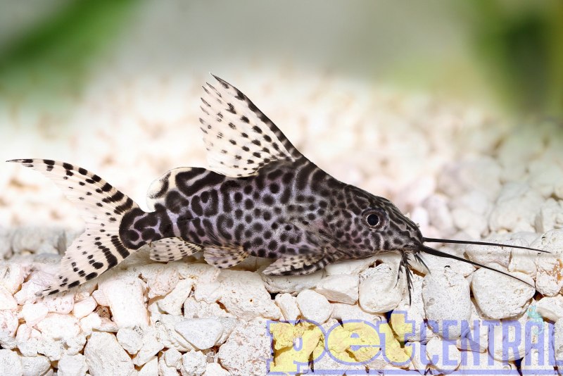 Синодонтис Арлекин Synodontis Pleurops