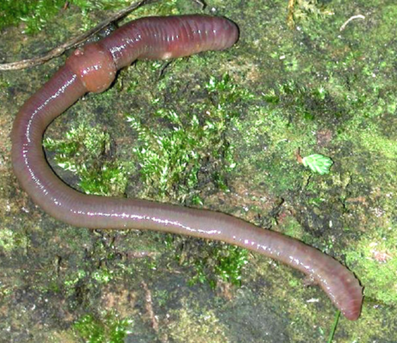 Нематода Caenorhabditis elegans
