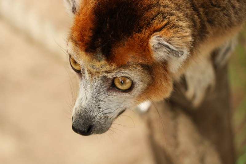 Hapalemur griseus