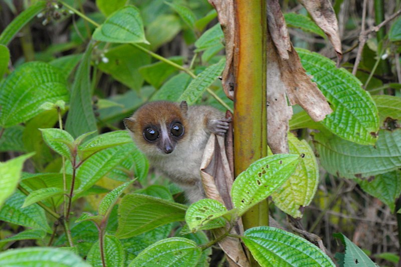 Eulemur fulvus