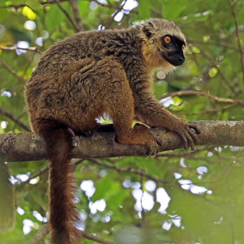 Eulemur cinereiceps