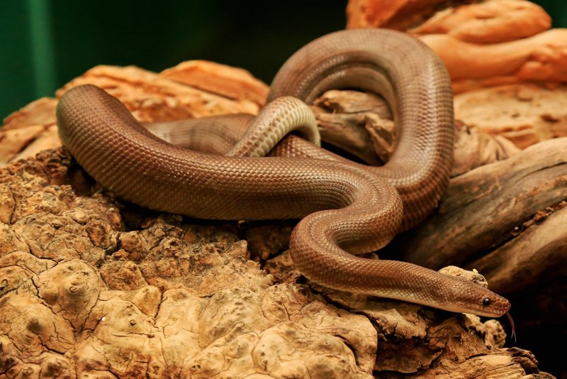Epicrates subflavus