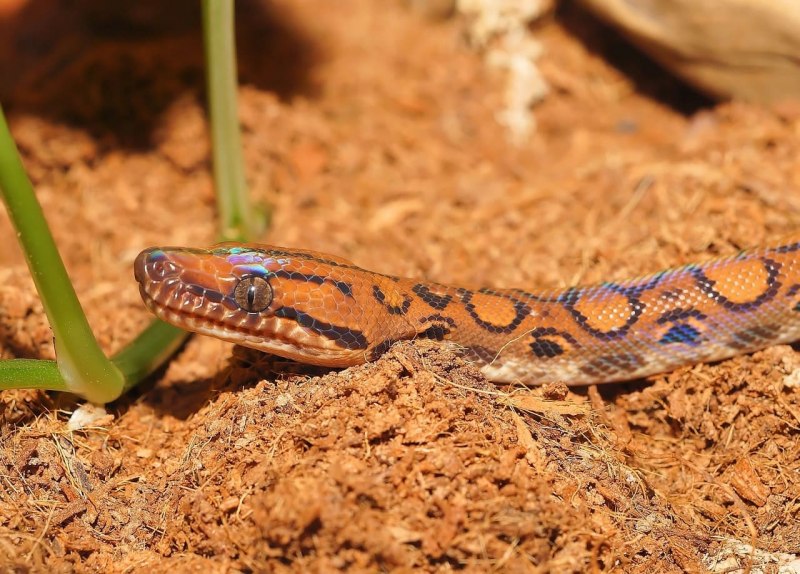 Epicrates striatus