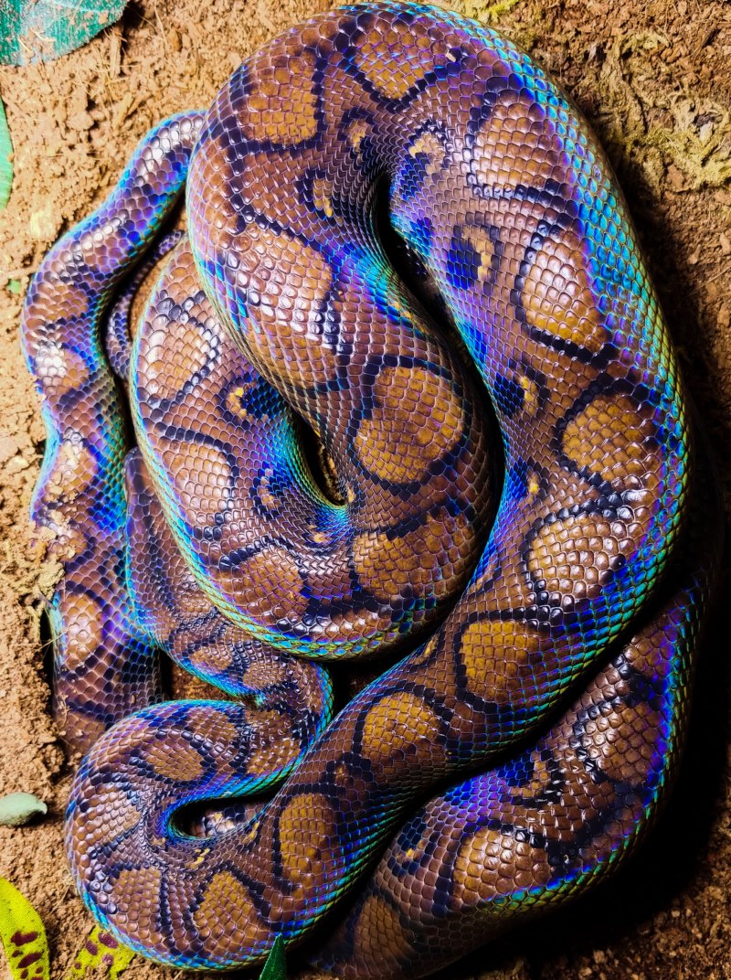 Rainbow boa змея