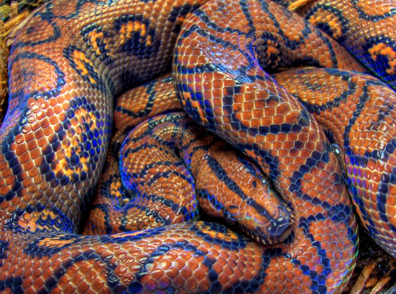 Белогубый питон (Bothrochilus albertisii)
