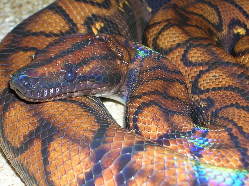 Epicrates subflavus