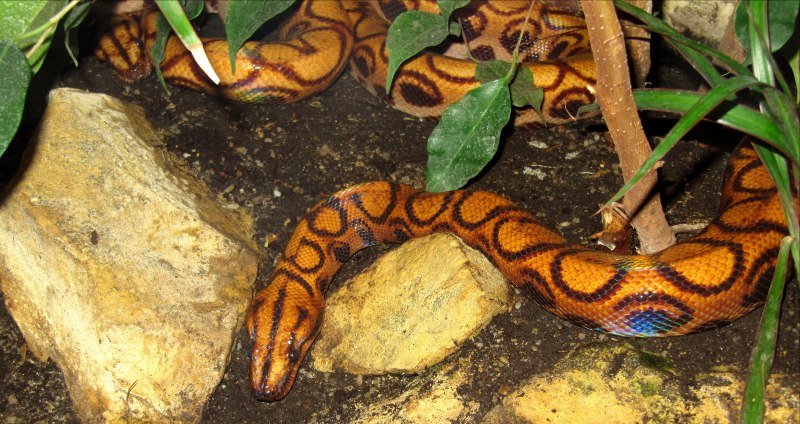 Eryx conicus
