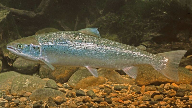 Сёмга (Salmo Salar