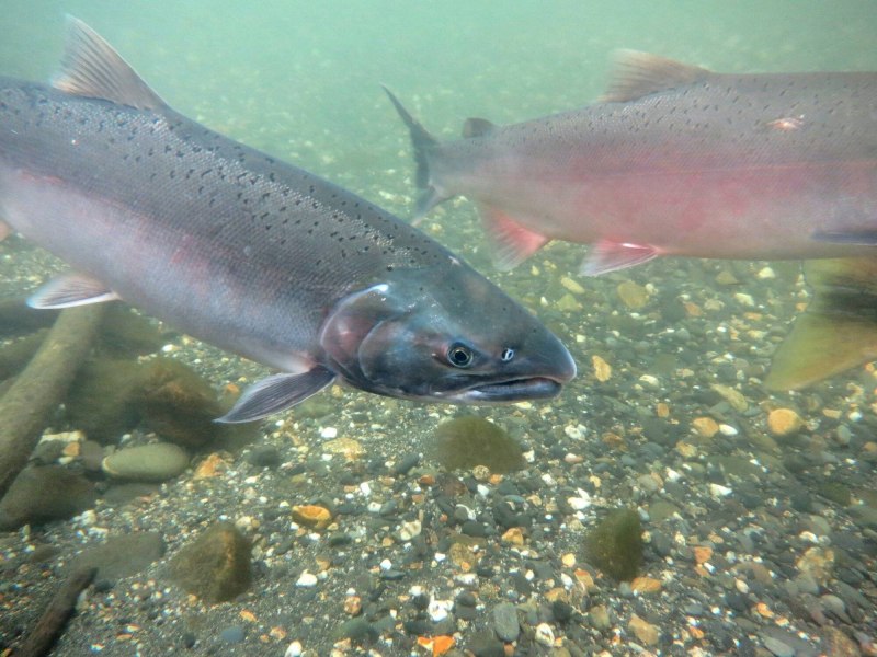 Salmo trutta trutta