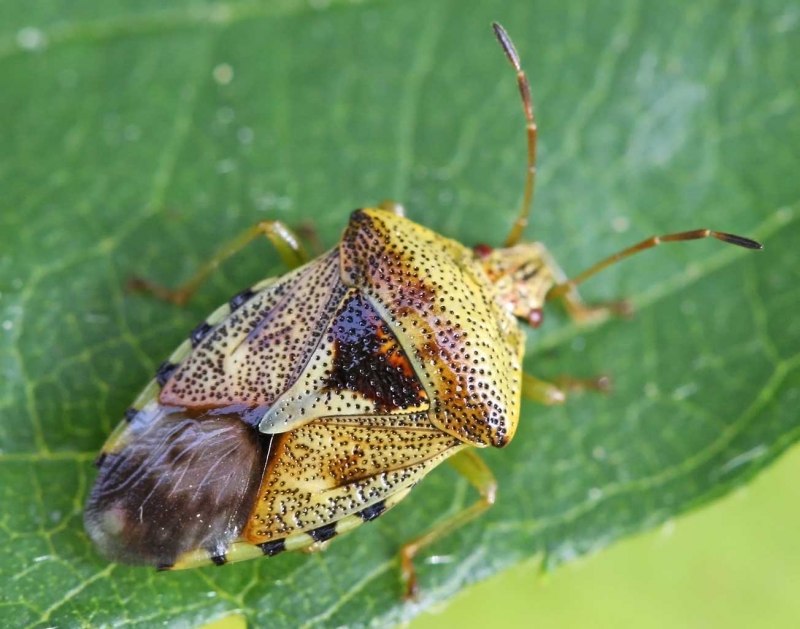 Нимфа клопа Halyomorpha halys