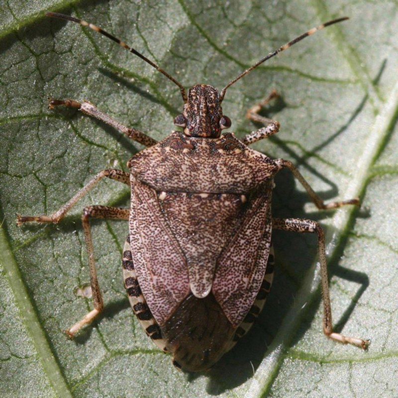 Нимфа клопа Halyomorpha halys