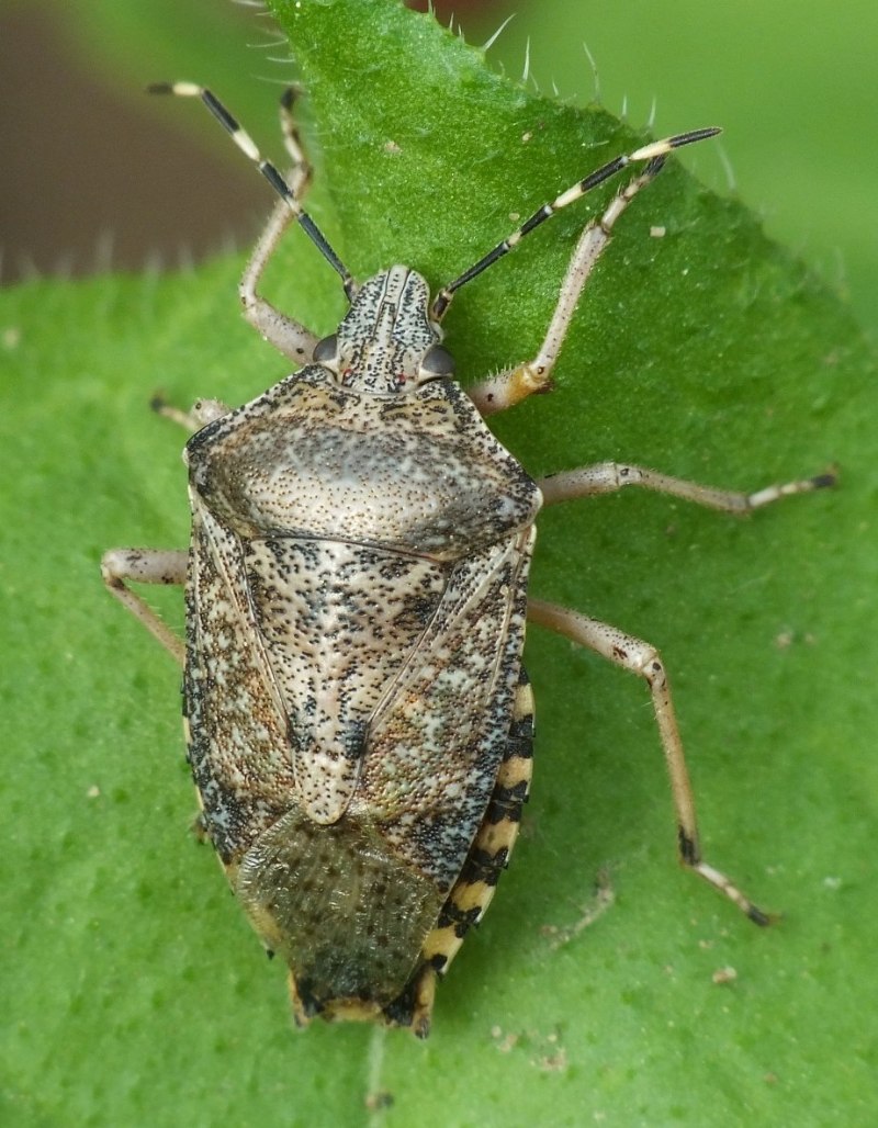 Нимфы клопов из семейства Lygaeidae