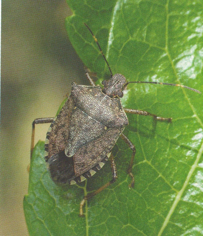 Клоп Podisus maculiventris