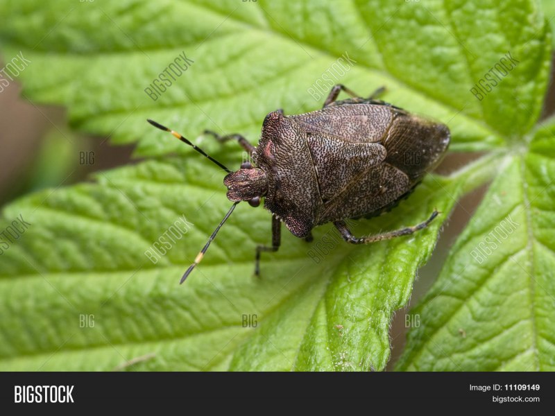 Коричнево-мраморный клоп (Halyomorpha halys)