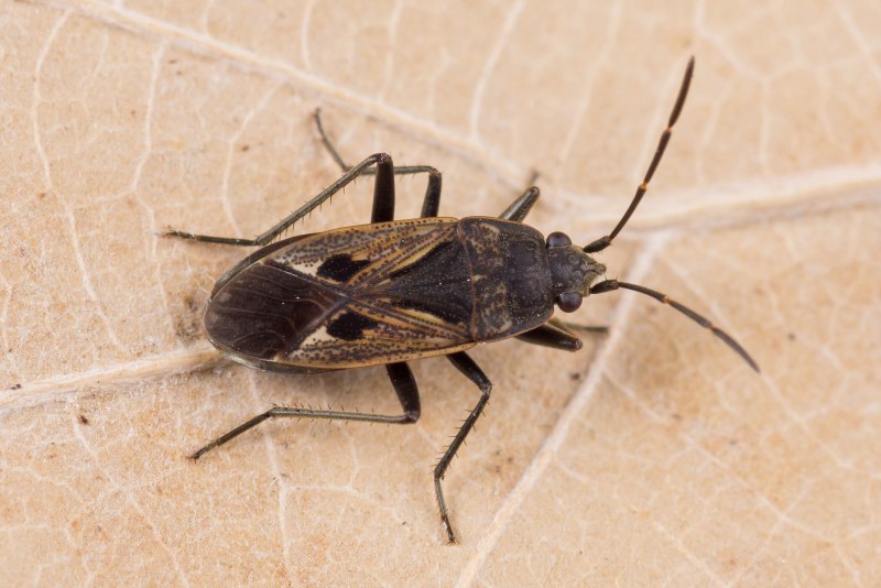 Elasmucha grisea