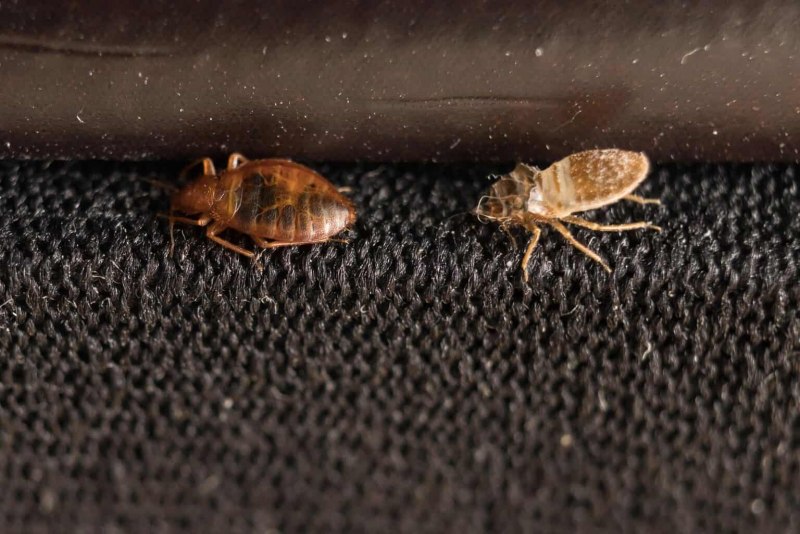 Коричнево-мраморный клоп (Halyomorpha halys)