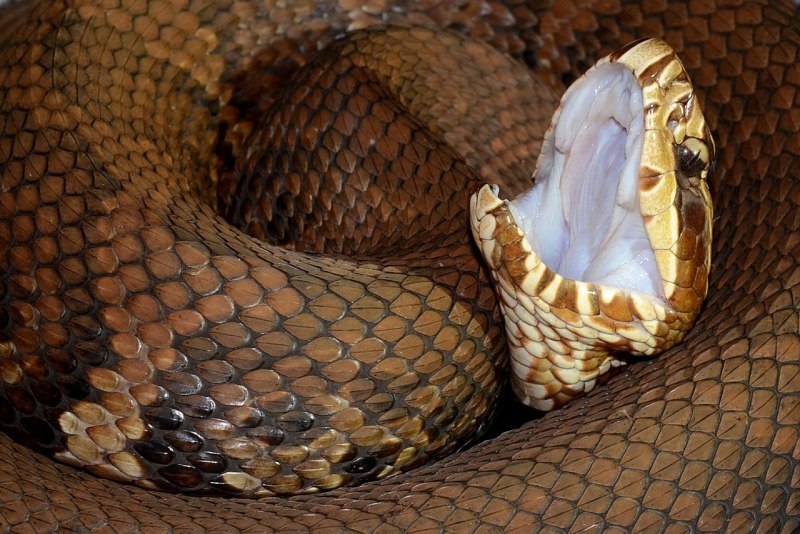 Copperhead змея