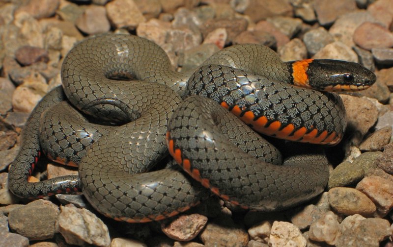 Cottonmouth Snake