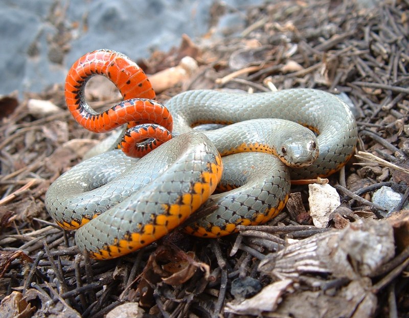 Copperhead змея