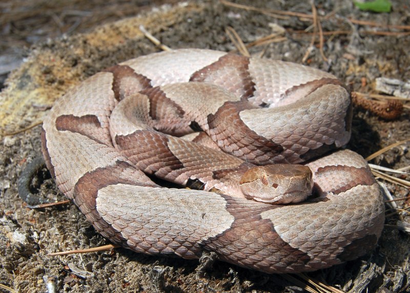 Copperhead змея