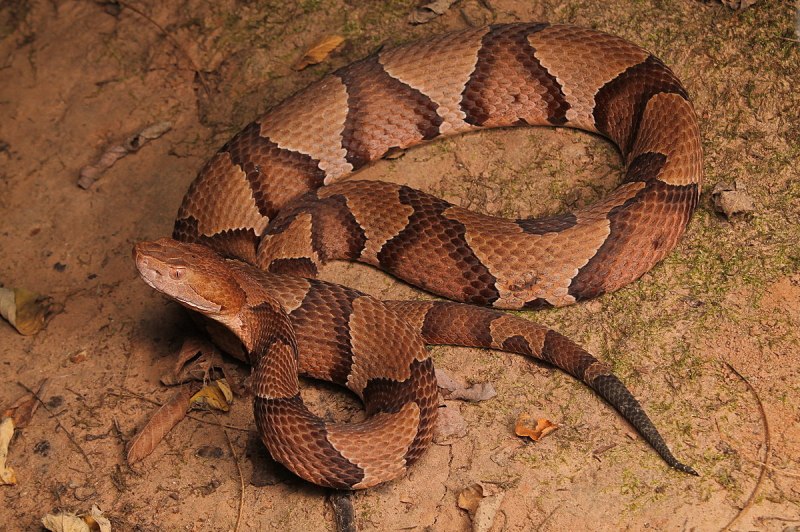 Copperhead змея