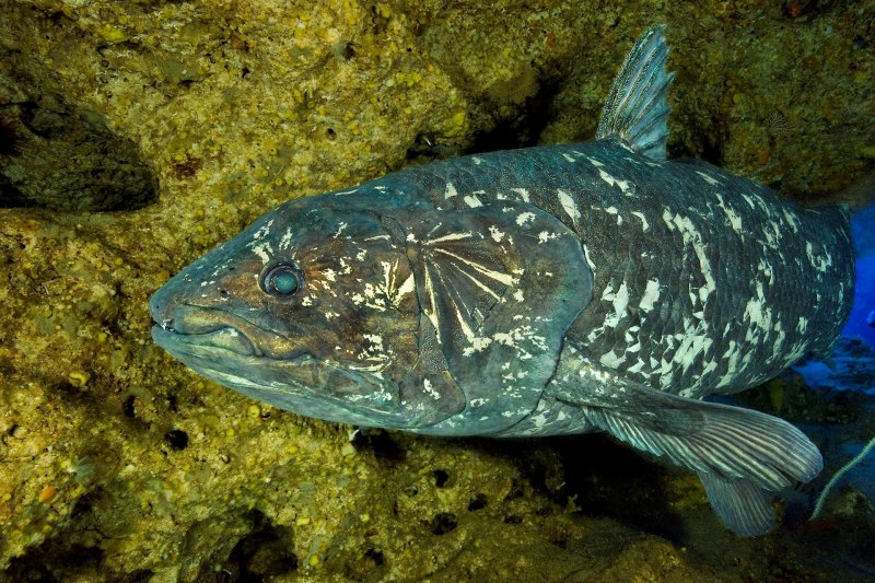 Latimeria chalumnae