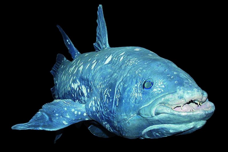 Latimeria menadoensis