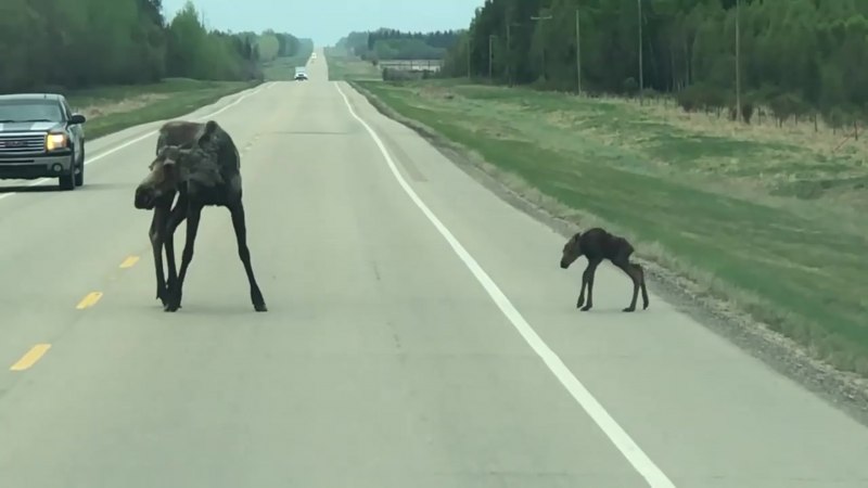 Домашние животные в Финляндии