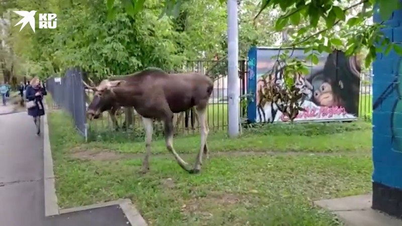 Лось нападает на человека
