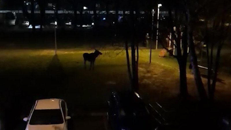 Накаченный олень