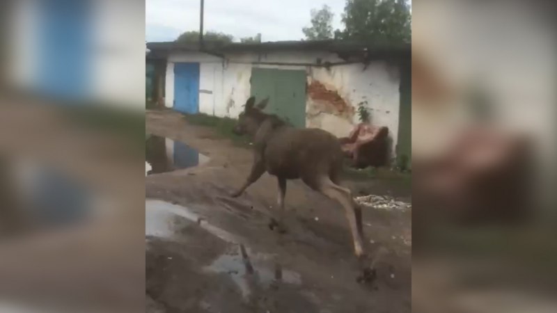 Бирюлевский Лось