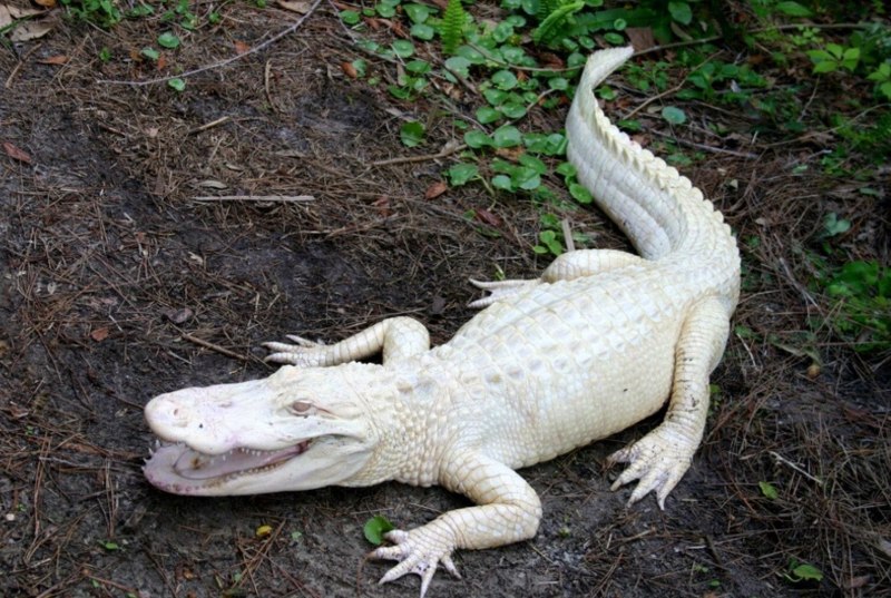 Альбино Аллигатор (Albino Alligator) 1996