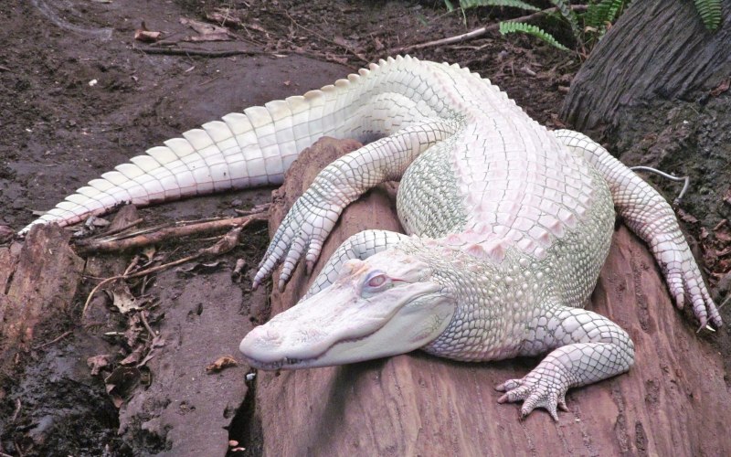 Крокодил альбинос (56 фото)