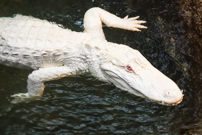 Альбино Аллигатор (Albino Alligator) 1996