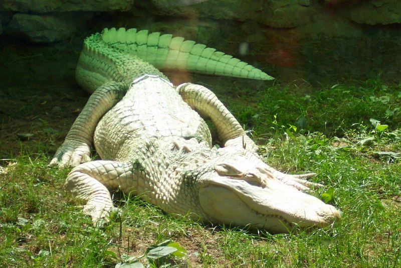 Аллигатор альбинос