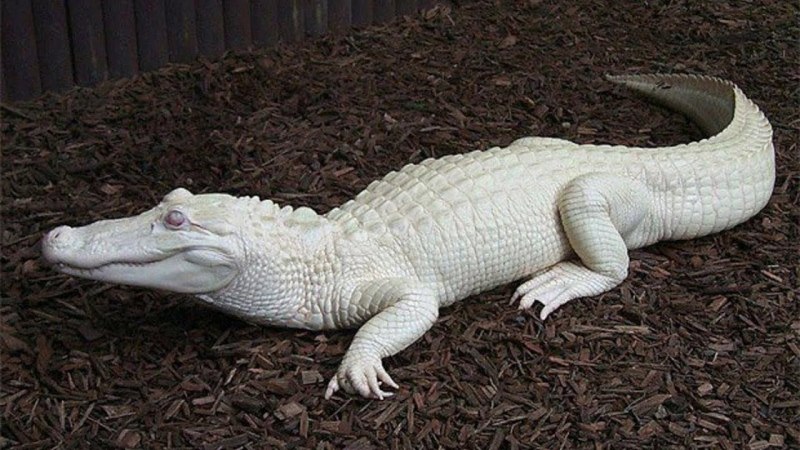 Миссисипский Аллигатор альбинос