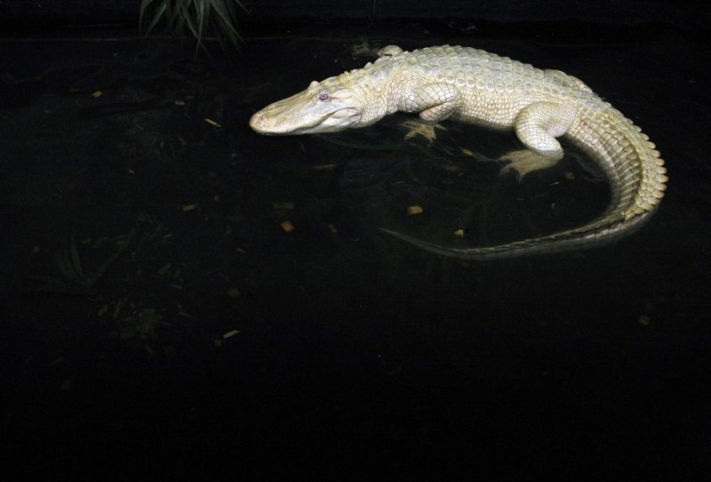 Альбино Аллигатор (Albino Alligator) 1996