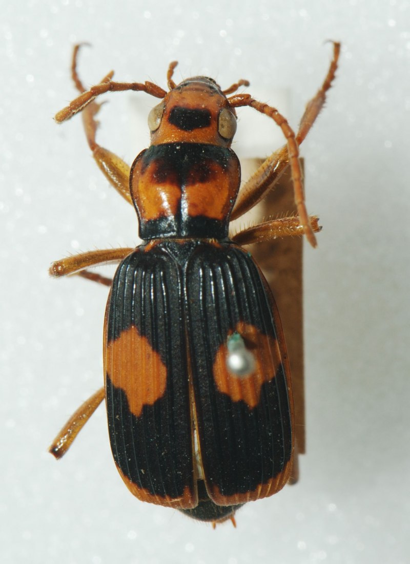 Brachinus elegans
