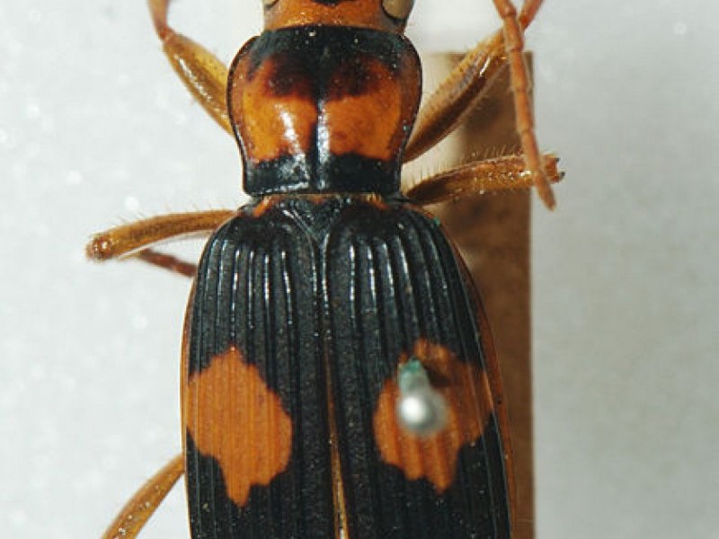 Brachinus elegans