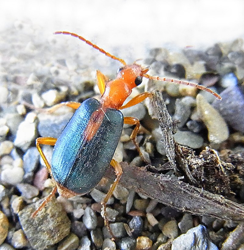 Brachinus crepitans