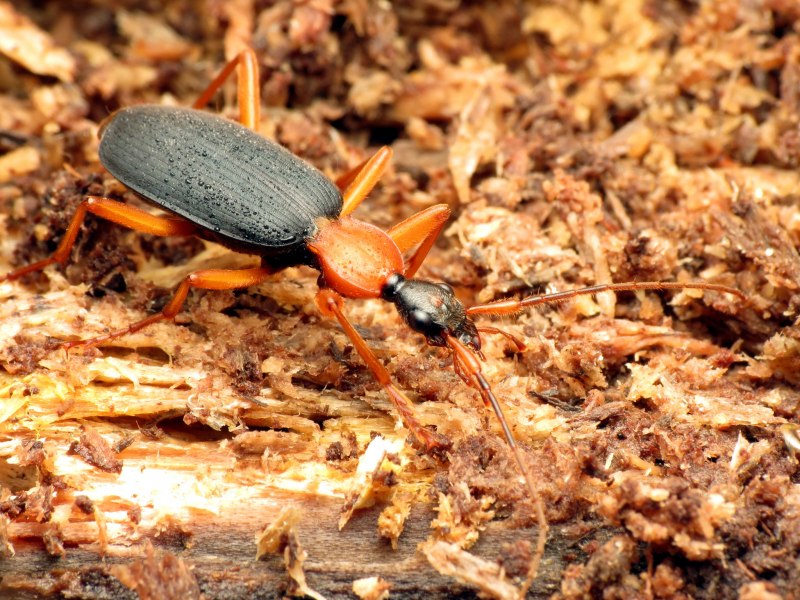Бомбардир черноусый – Brachinus nigricornis Gebler, 1829