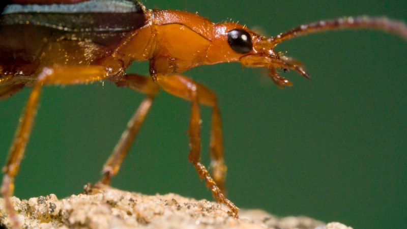 Бомбардир черноусый – Brachinus nigricornis Gebler, 1829