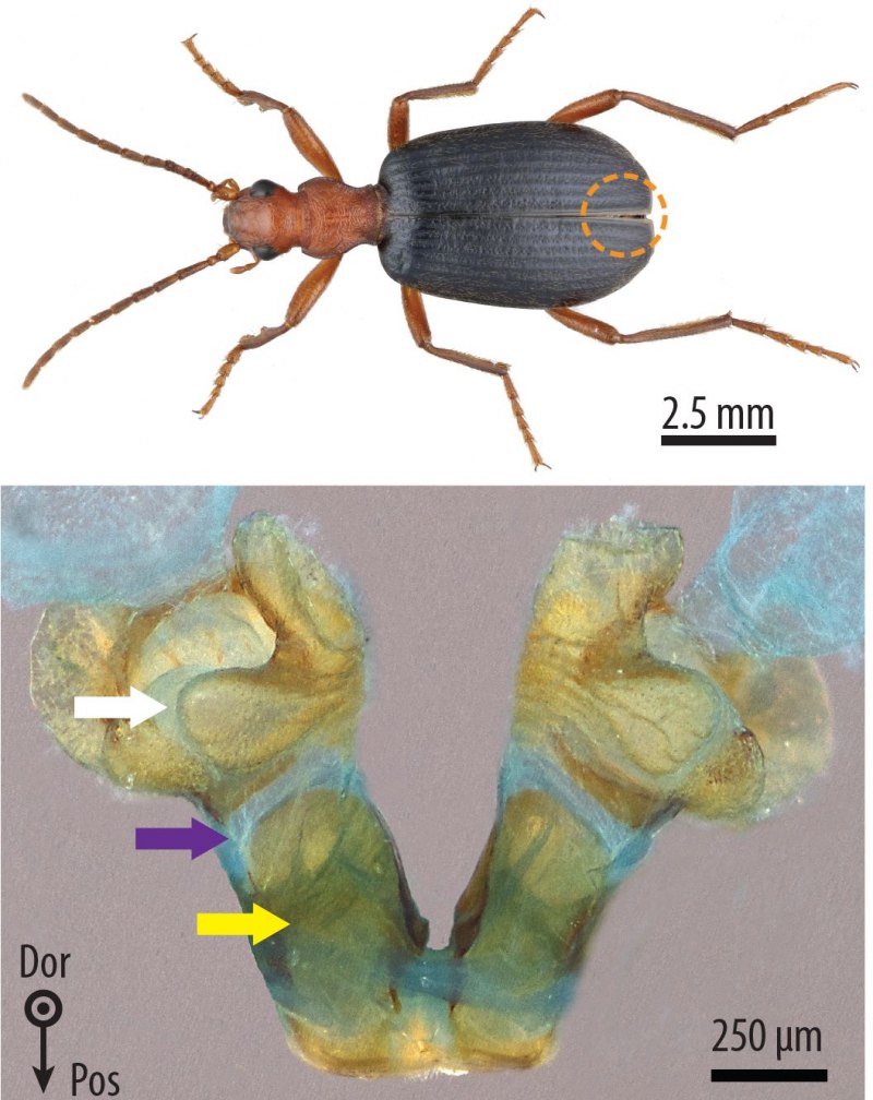 Brachinus EXPLODENS